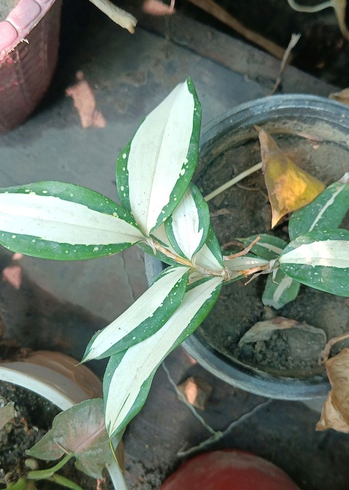 Dracena Milky Way