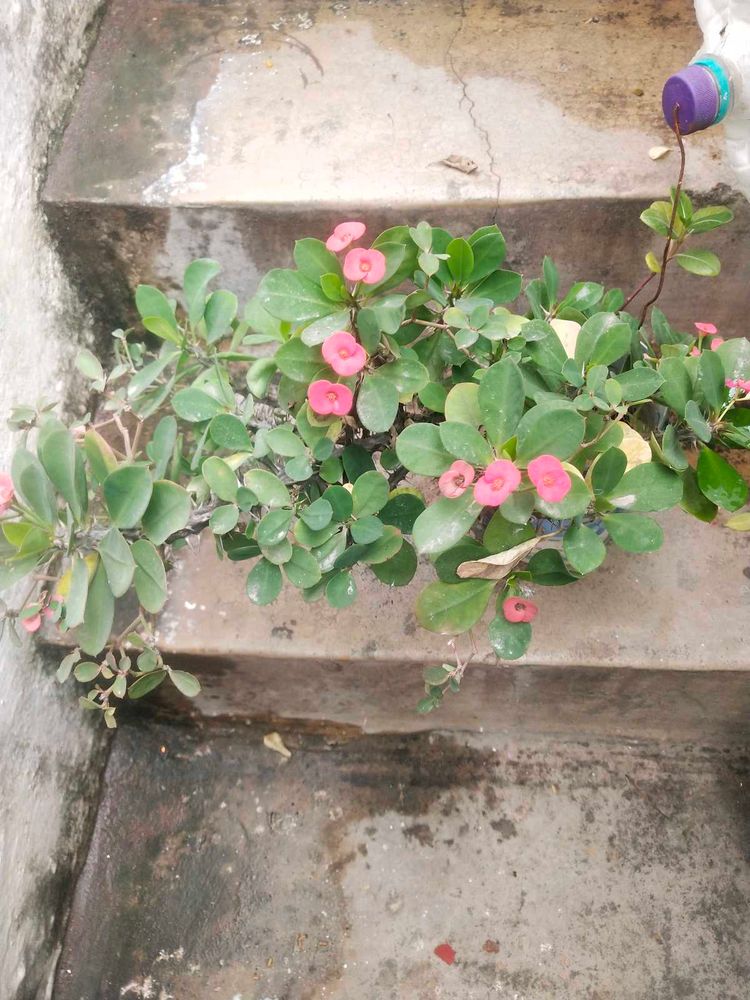 Coron Of Thorn ( Milli   )flower Plant