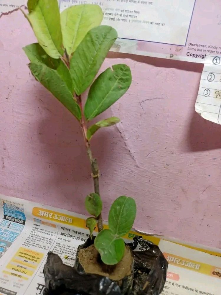 Hybrid Pink Guava Plant