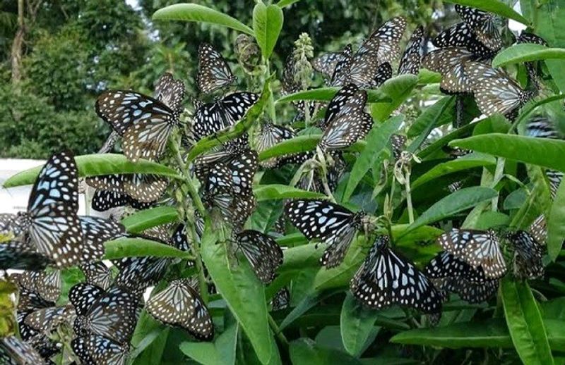 Butterfly Attracting Plant Seed