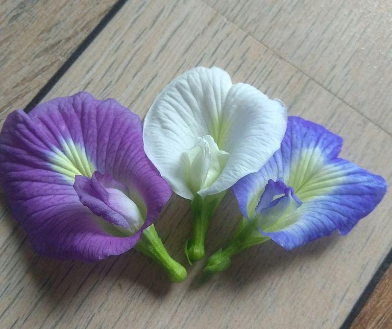 Butterfly Seeds