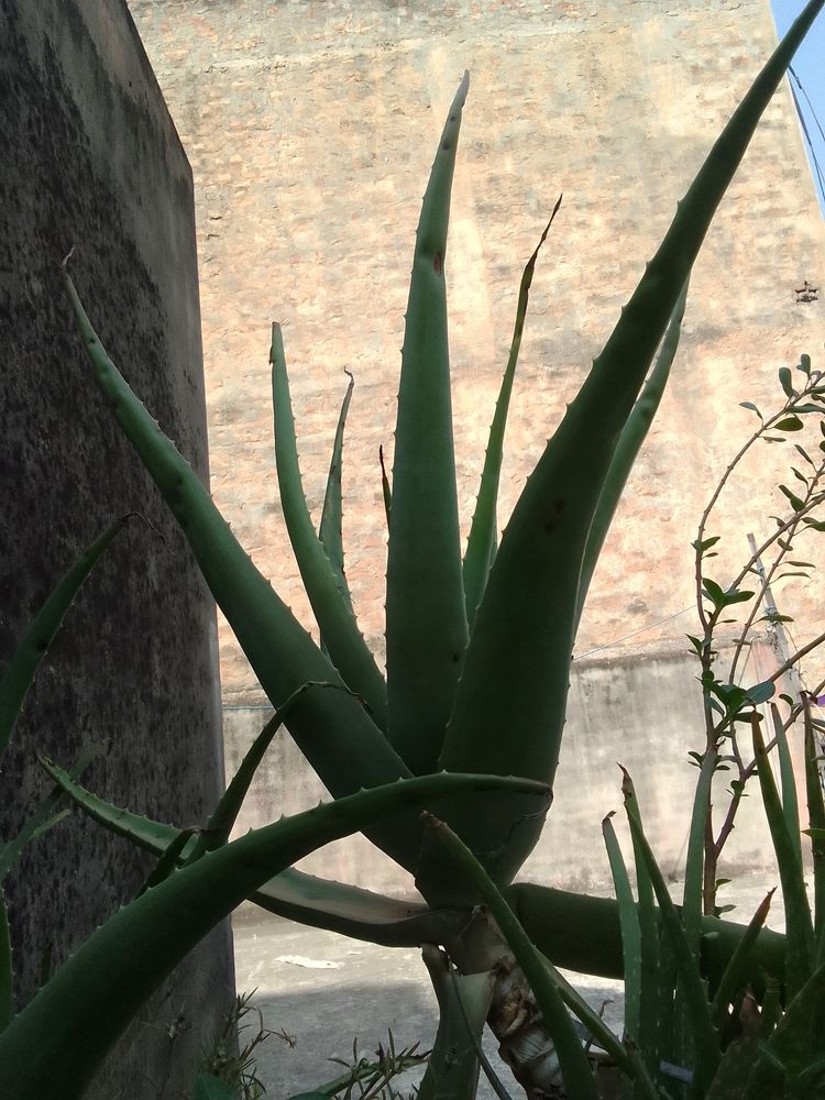 Aloevera Plant With Pot