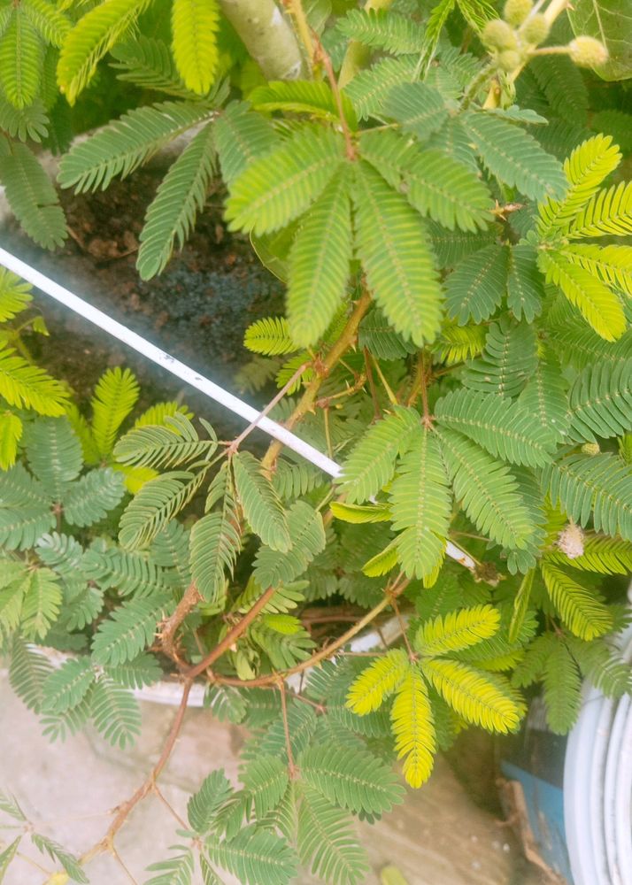 Natural Mimosa pudica ,छूईमुई पौदा Touch Me Not