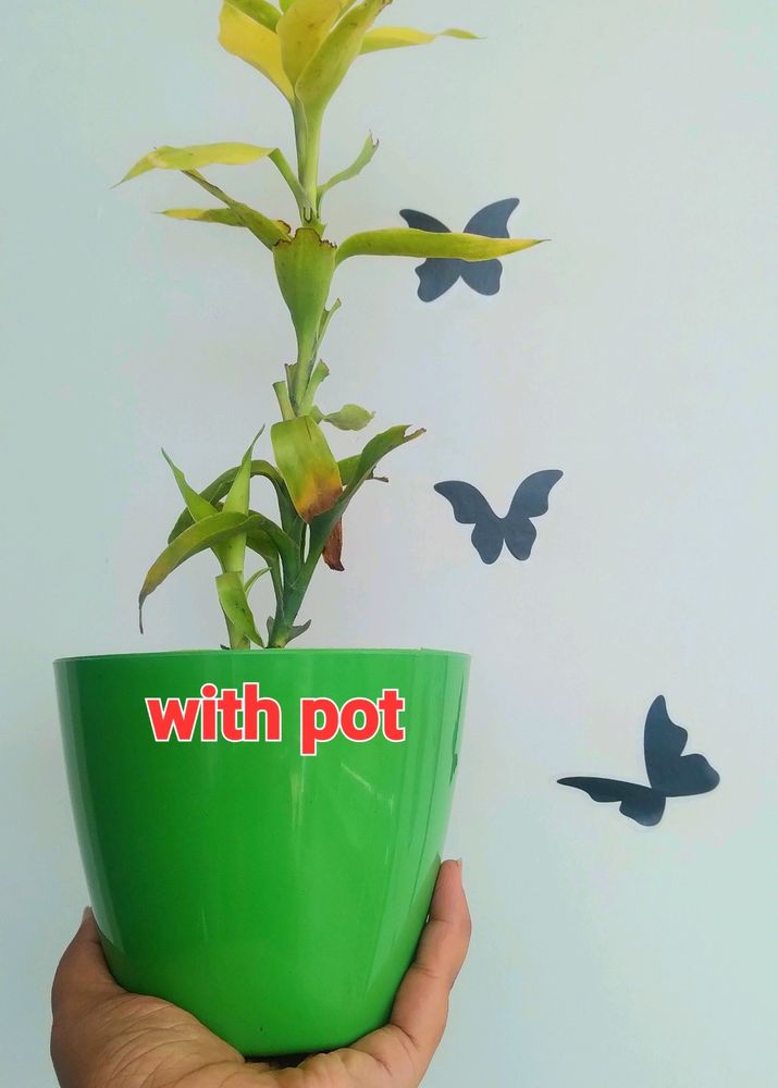 Live Lucky Bamboo Plant With Pot