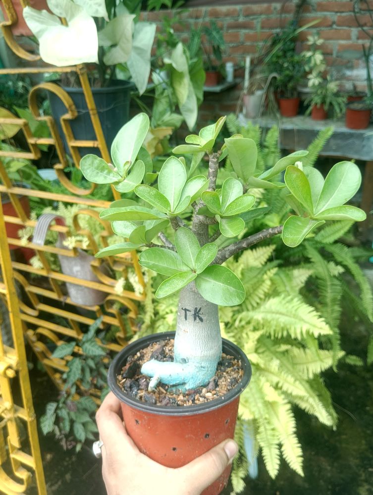 Adenium Arabicum Live Plant (Tk)