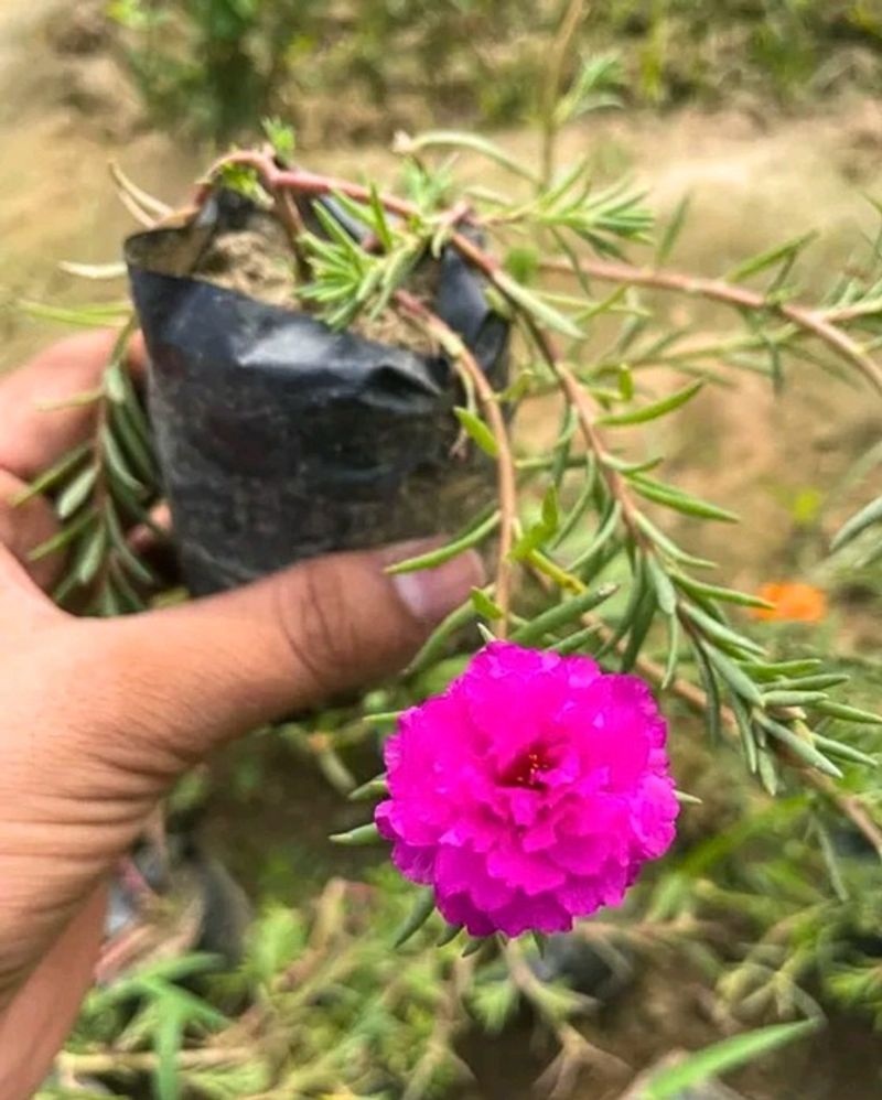 Portulaca💖 Flower 🌺🌻🌹🌷