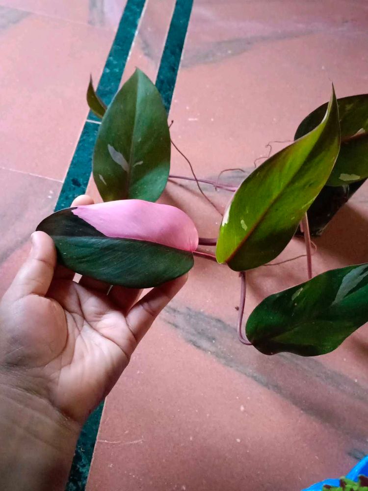 Pink Princess  Philodendron Big Size