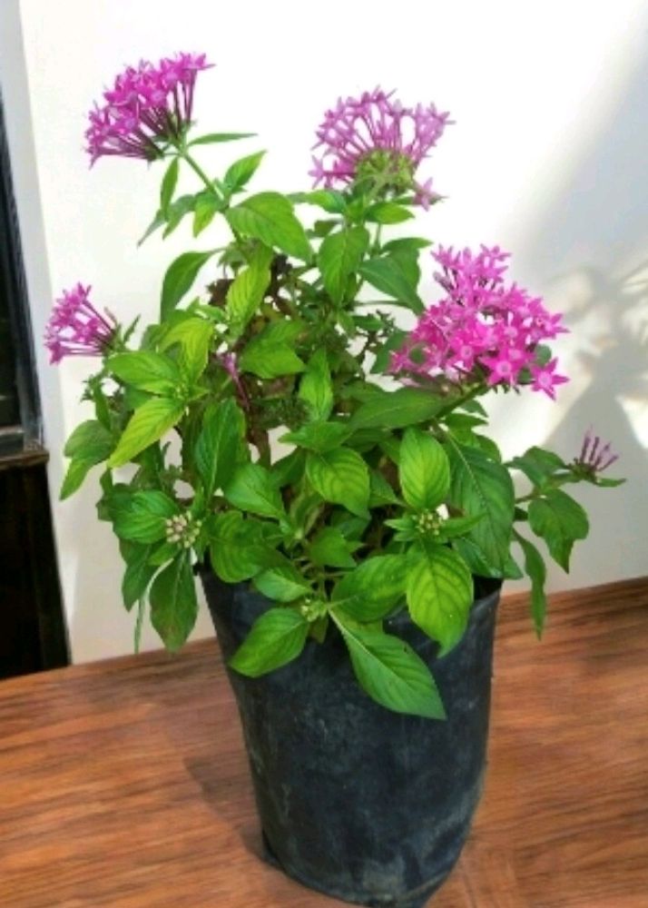 Real Pentas Plant