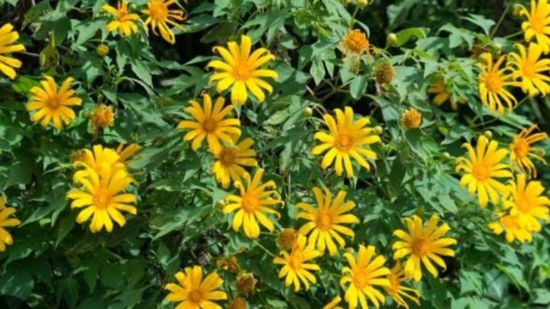 Tithonia Suryakantha Plant Cutting With Root