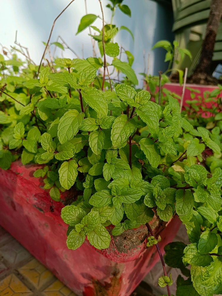 Pudina/ Mint Plants