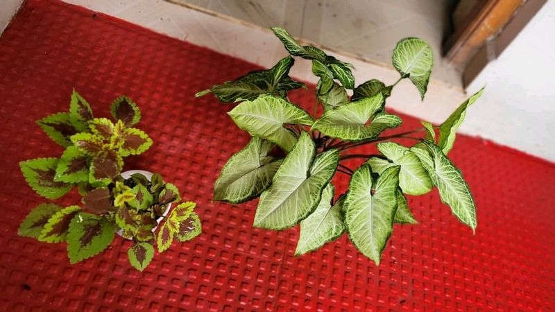 Set 2 Arrowhead & Coleus Plants & Pot