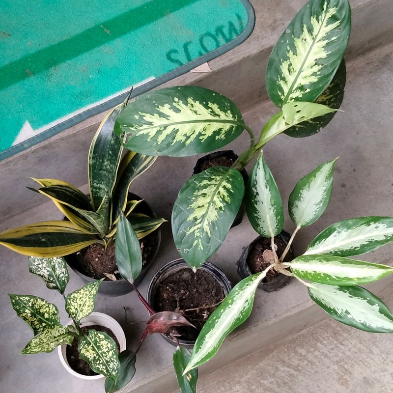 Indoor And Outdoor Plants