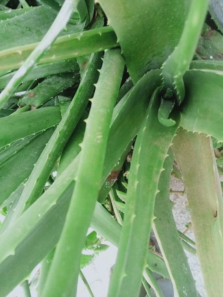 Aloe Vera Fresh Plant