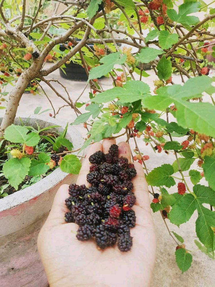 Mulberry Big Size Plant