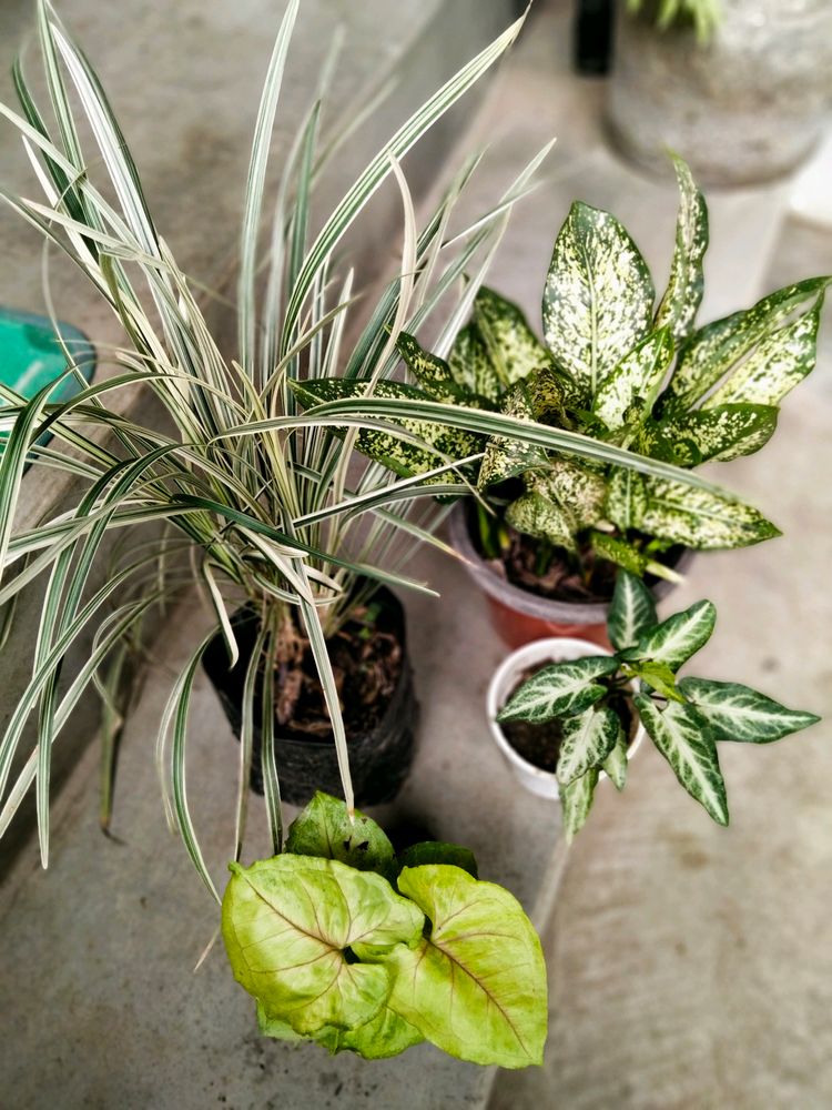 Mix Air Purifying Plants Combo