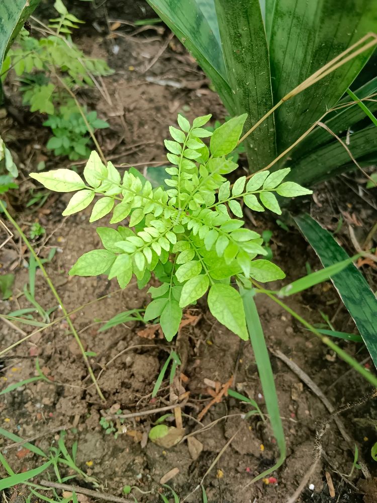 2 Curry Leaf Meethi Neem Plants