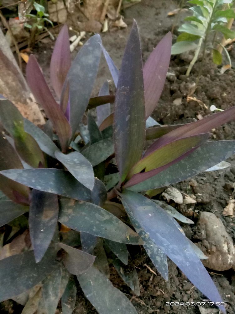 Purple heart Plant