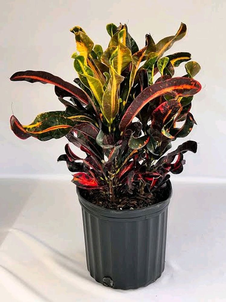 Mammy Croton Live Plant With Pot Combo