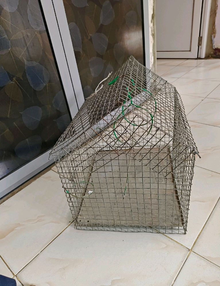 Bird Cage