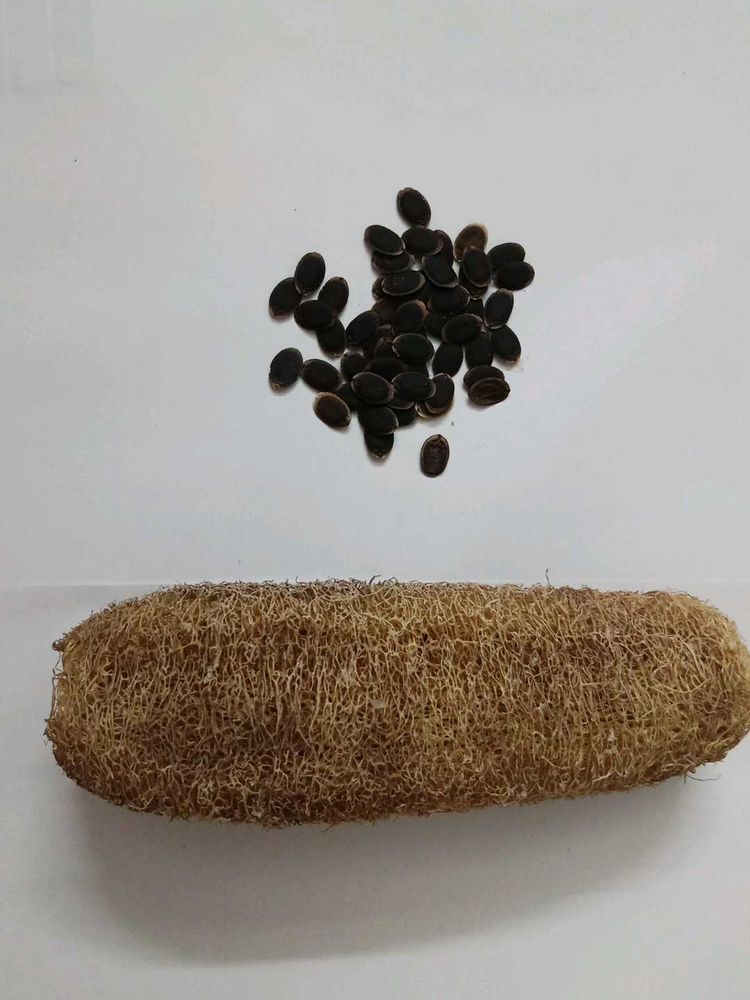 Sponge Gourd Seeds