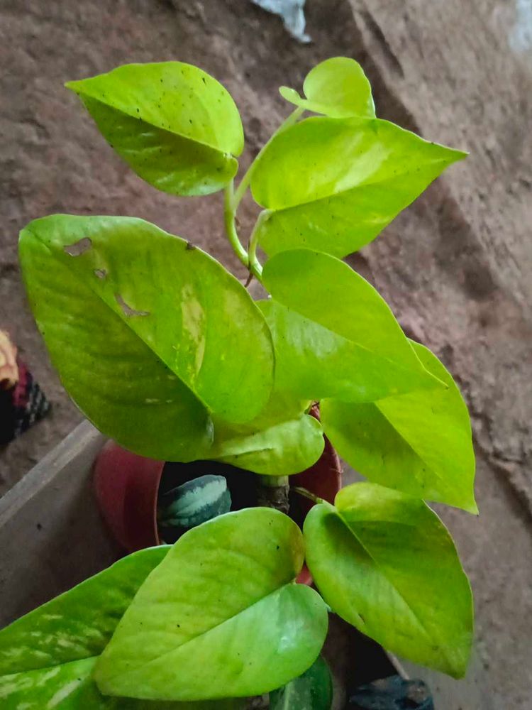 Neon Blushy Money Plant With Pot