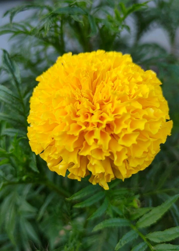 Yellow African Marigold