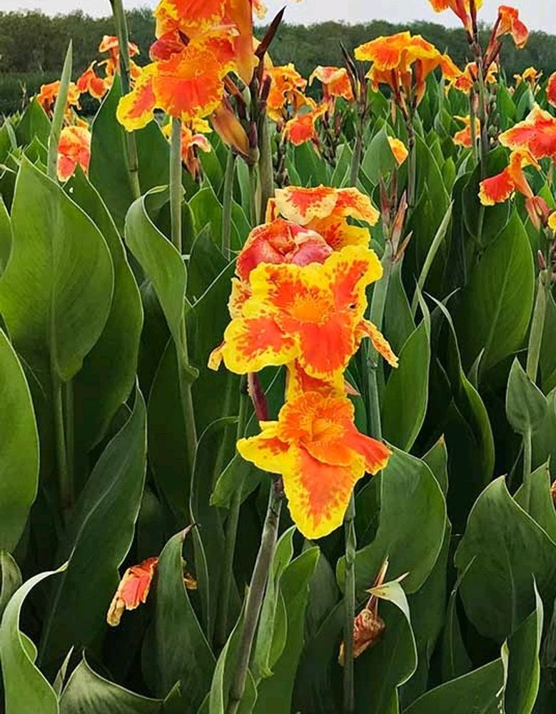 Canna Lily Yellow Oeange Plant