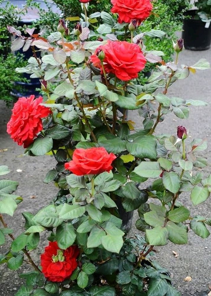 Red Rose Plant Pack Of 2