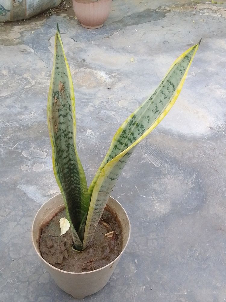 Healthy Snake Plant