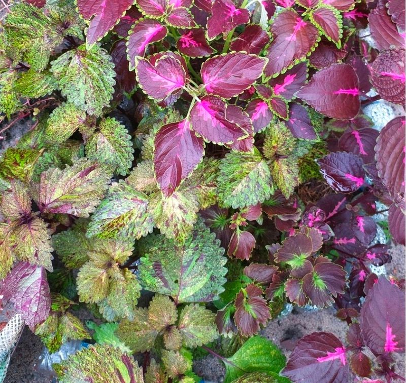 Coleus