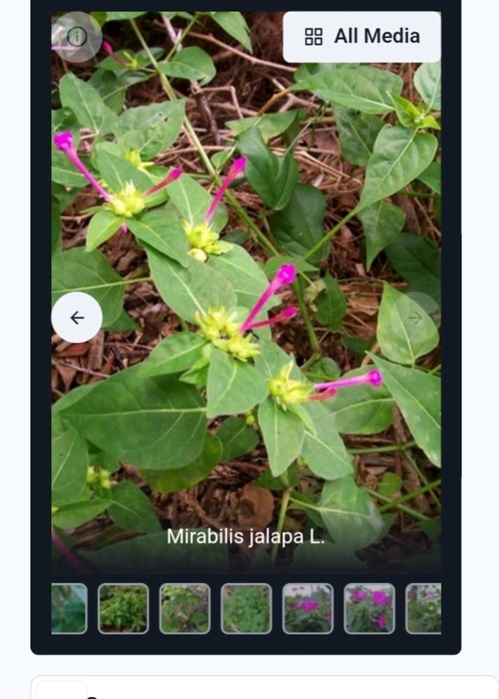 Combo Of Two Floweree Plants.