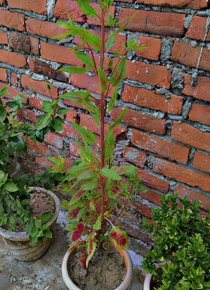 Amaranthus Plant