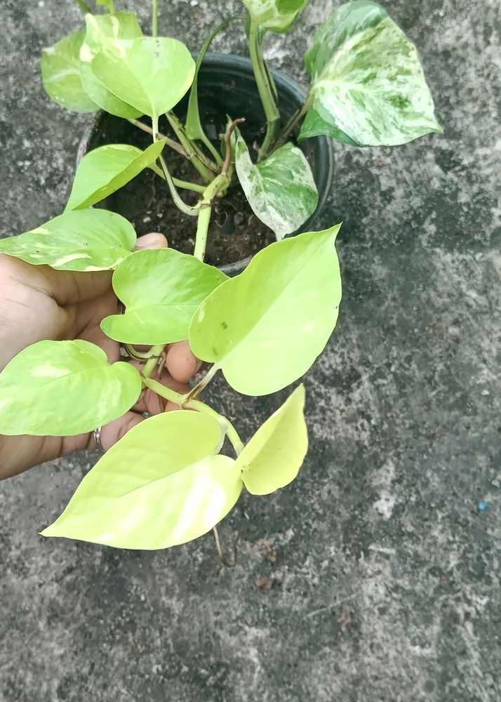 Manjula And Neon Pothos Fully Rooted Plant