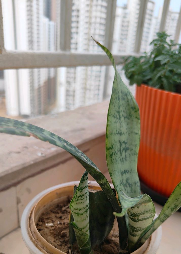 Live Snake Plant Withou