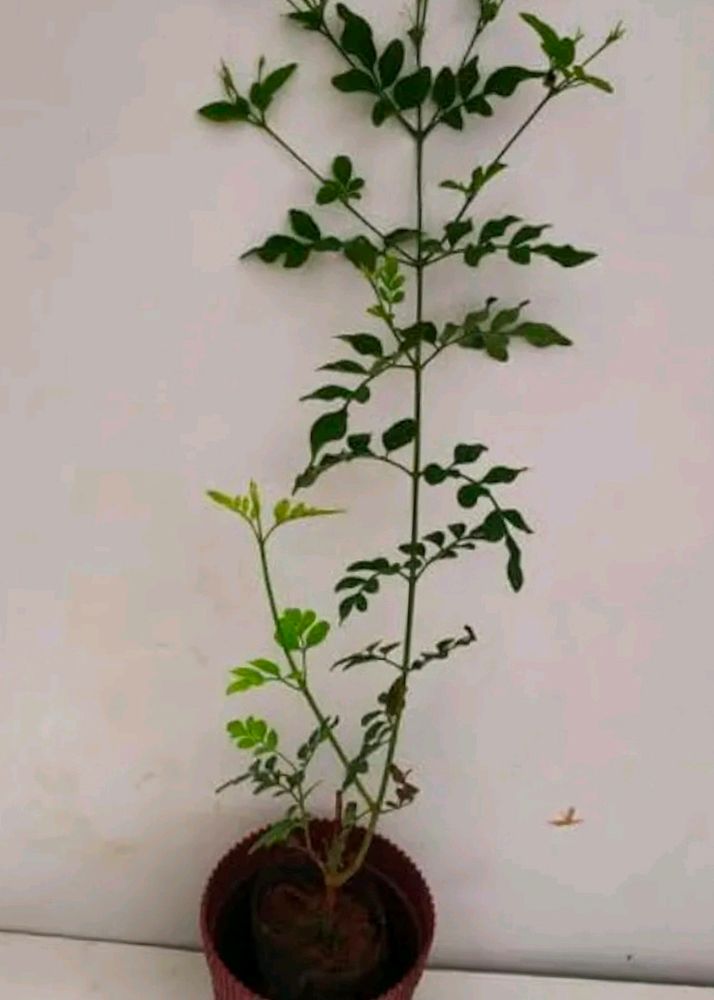 Spanish Jasmin Flower Plant With Root