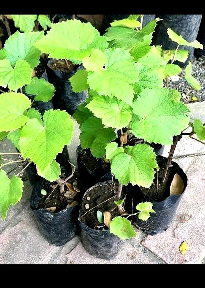 Black Angoor Plant Cutting((Seed Less))