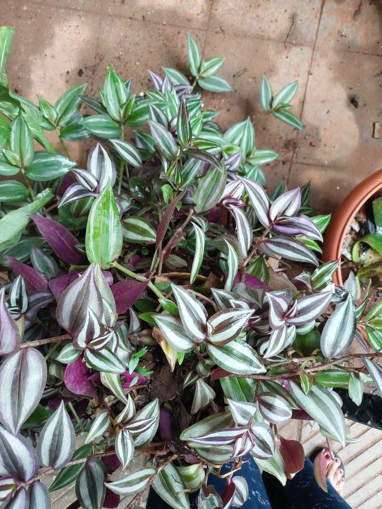 8 To 10 Wandering Jew Plants With Roots