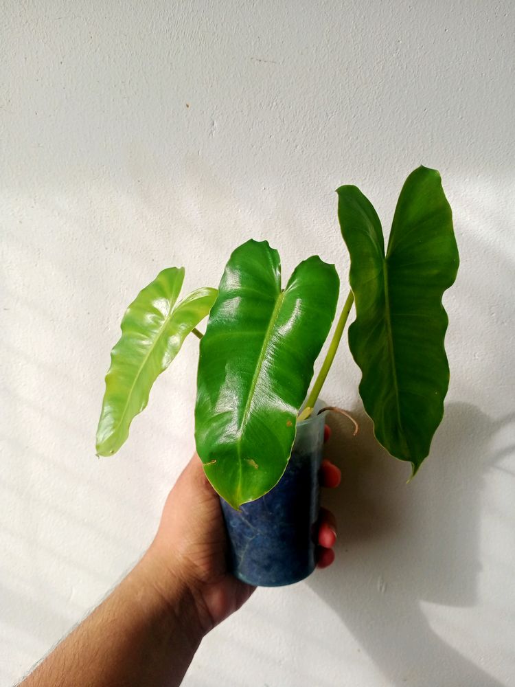 Live Philodendron Plant