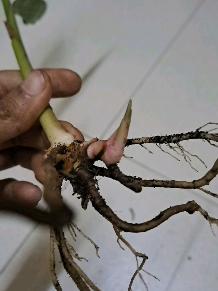 Lesser Galangal Rhizome