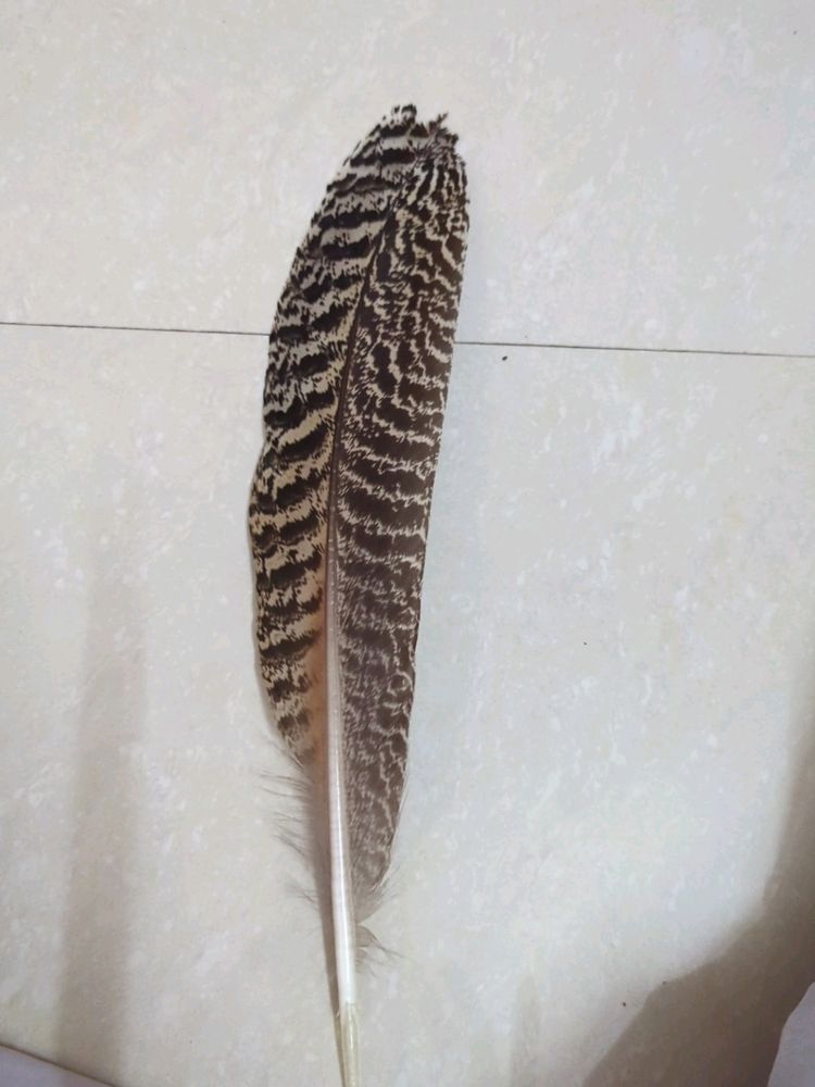 Moltted Peacock Feather