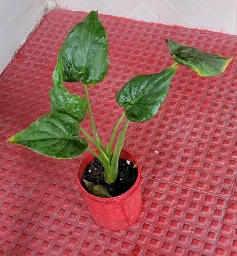 Alocasia cucullata (Elephant Ear) Plant & Pot