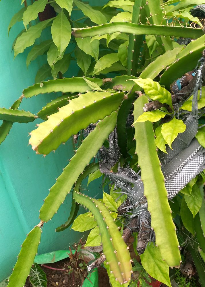 Dragon Fruit Plant Cutting