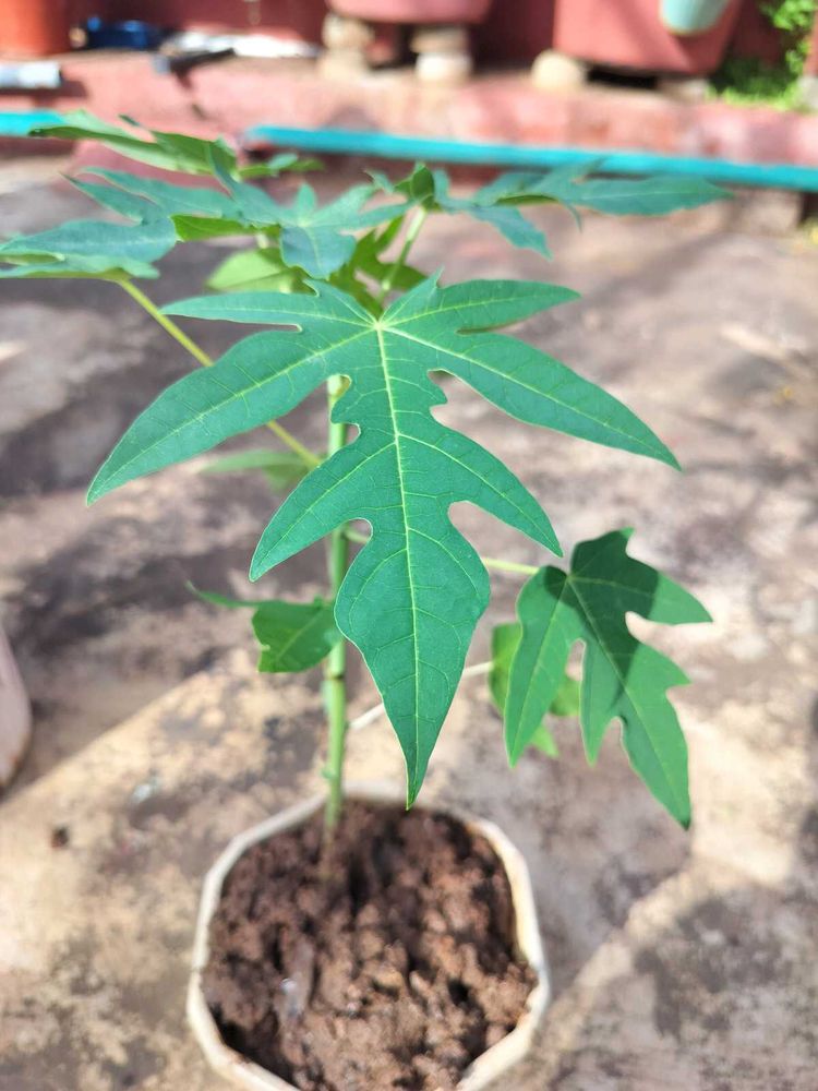 Live Papaya Plant