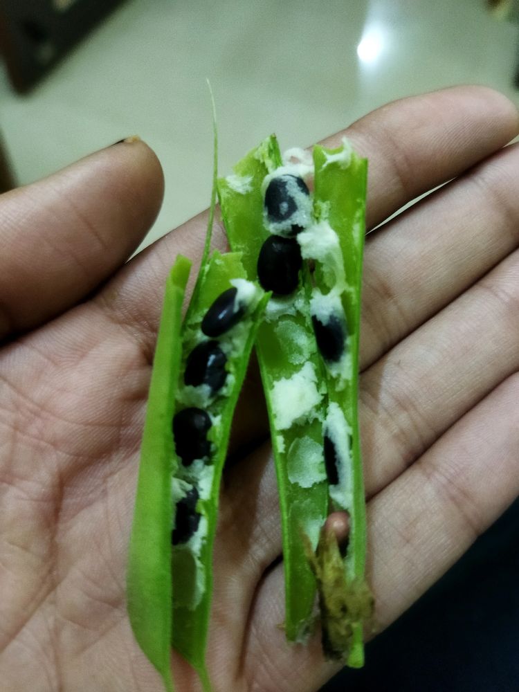 Butterfly Pea Seeds