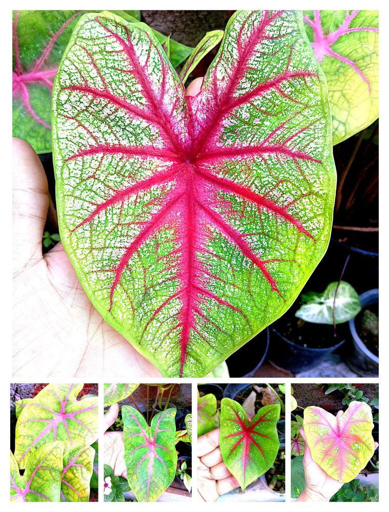 Caladium Plant