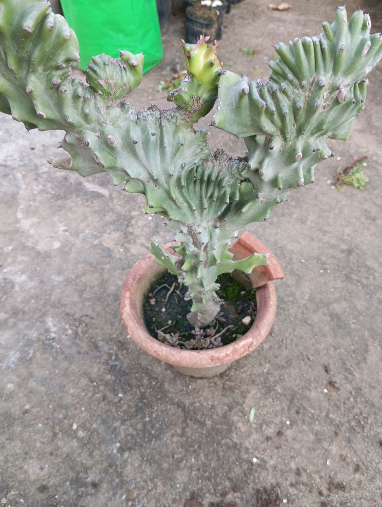 5 YEAR OLD CACTUS