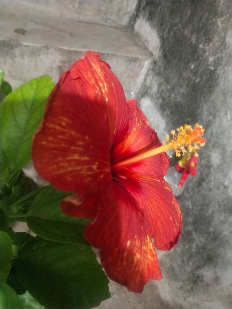 Golden Flame Taiwan Hibiscus Big Size Flower Plant