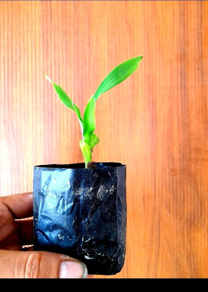 Lucky Bamboo Saplings 4