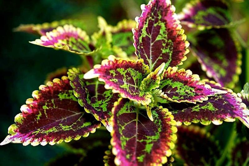 Coleus Red Green plant