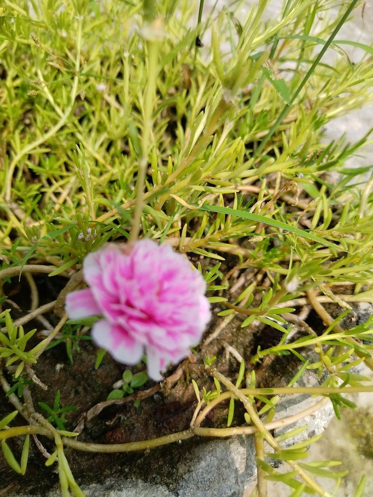 Portulaca Plant